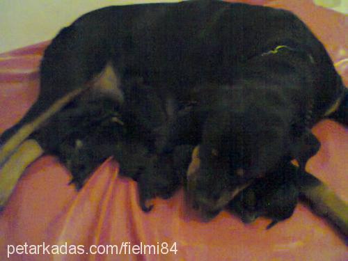 asi Dişi Rottweiler