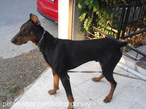 çet Erkek Doberman Pinscher