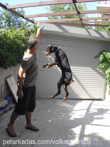 çet Erkek Doberman Pinscher