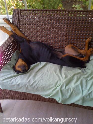 çet Erkek Doberman Pinscher