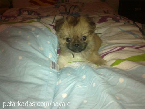 shokolate Erkek Pekingese