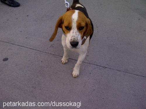 linda Dişi Beagle