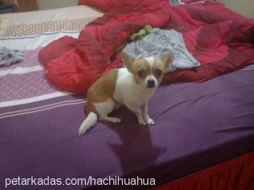 hachi Erkek Chihuahua