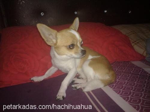 hachi Erkek Chihuahua