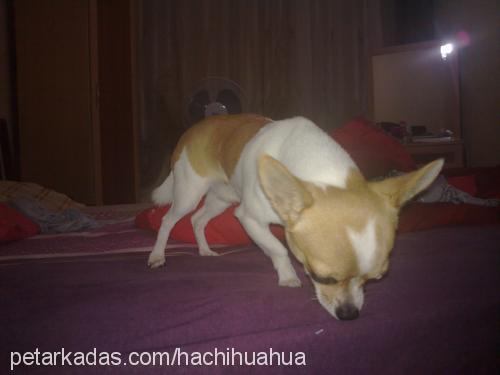 hachi Erkek Chihuahua