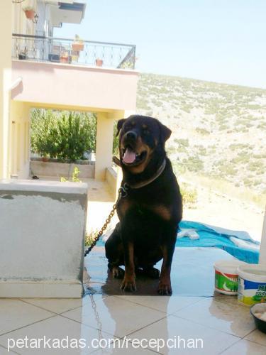 paşa Erkek Rottweiler