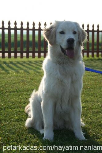 sementa Dişi Golden Retriever