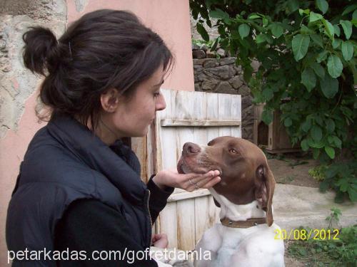 gofret Erkek İngiliz Cocker Spaniel