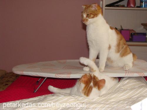 portakal Dişi Scottish Fold