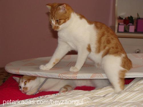 portakal Dişi Scottish Fold