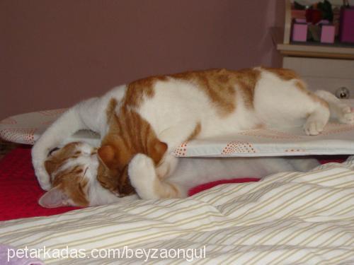 portakal Dişi Scottish Fold