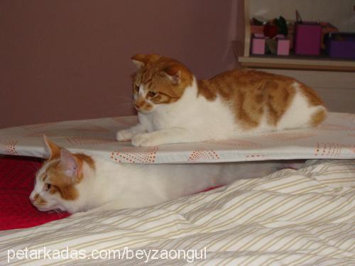 portakal Dişi Scottish Fold