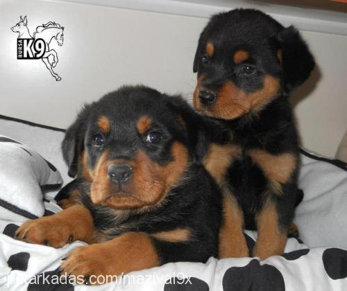 green Dişi Rottweiler