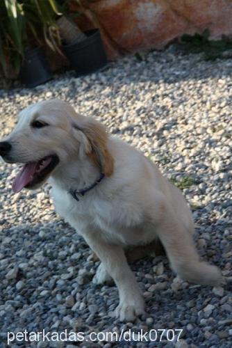 dük Erkek Golden Retriever