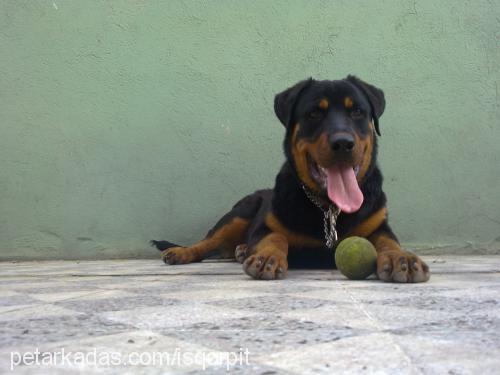 dark Dişi Rottweiler