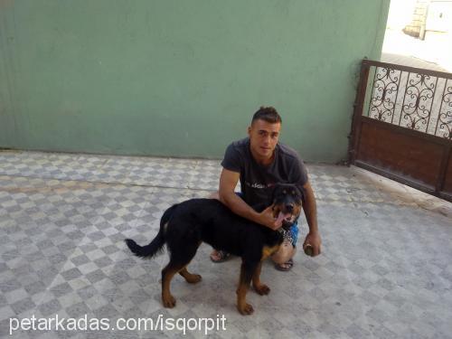 dark Dişi Rottweiler