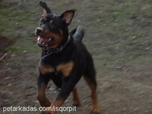 dark Dişi Rottweiler