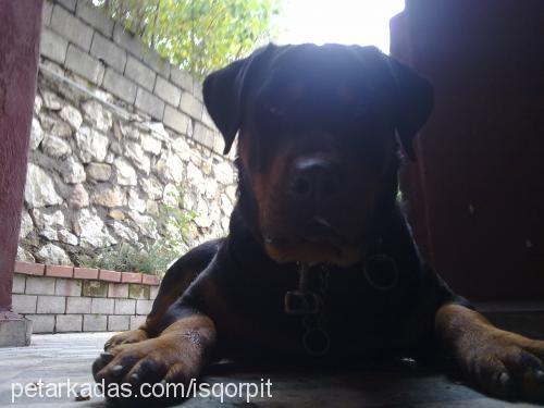 dark Dişi Rottweiler