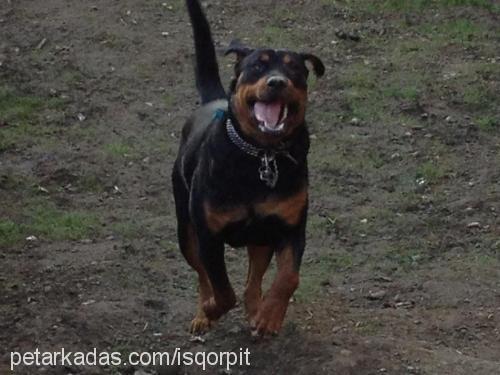 dark Dişi Rottweiler