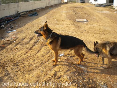 haydut Erkek Alman Çoban Köpeği