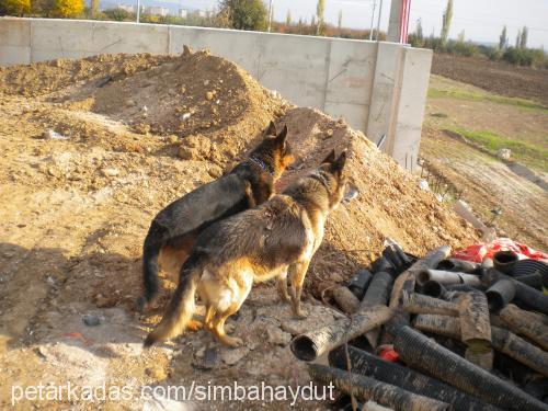 haydut Erkek Alman Çoban Köpeği