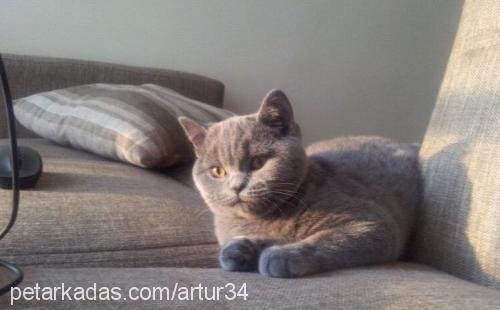 artur Erkek British Shorthair