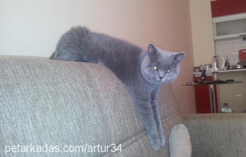 artur Erkek British Shorthair