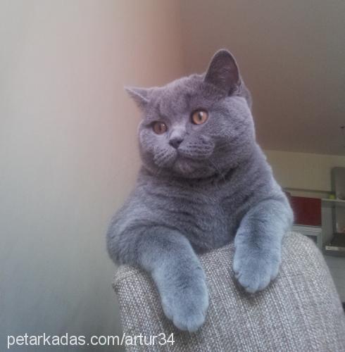 artur Erkek British Shorthair