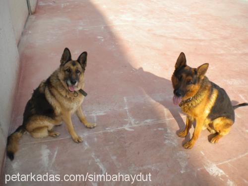 simba Dişi Alman Çoban Köpeği