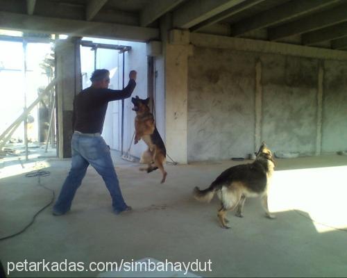 simba Dişi Alman Çoban Köpeği