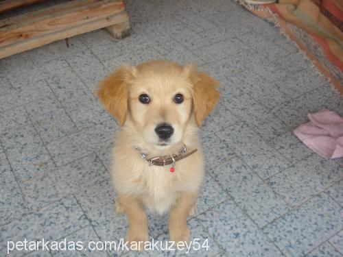 lady Dişi Golden Retriever