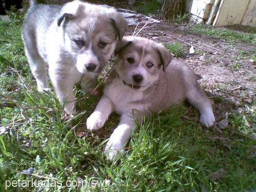 elsa Dişi Sibirya Kurdu (Husky)