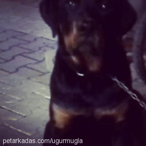 pars Erkek Rottweiler