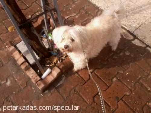 fıstık Dişi West Highland White Terrier