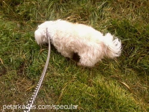 fıstık Dişi West Highland White Terrier