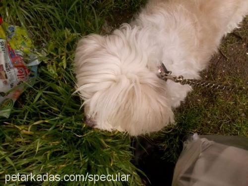 fıstık Dişi West Highland White Terrier