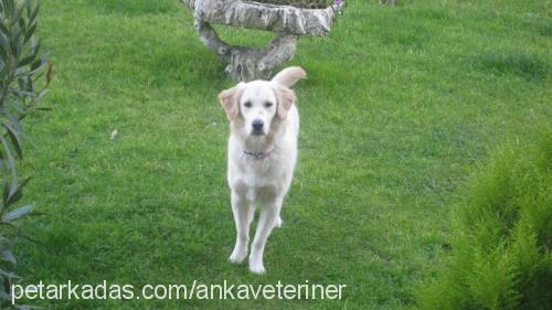 waffle Dişi Golden Retriever