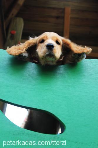 tarçın Dişi İngiliz Cocker Spaniel