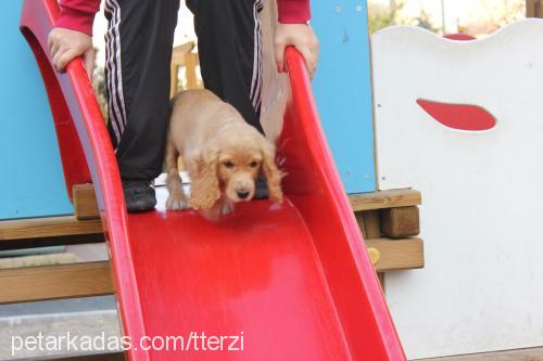 tarçın Dişi İngiliz Cocker Spaniel