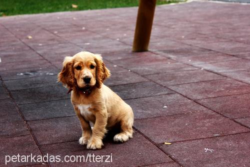 tarçın Dişi İngiliz Cocker Spaniel