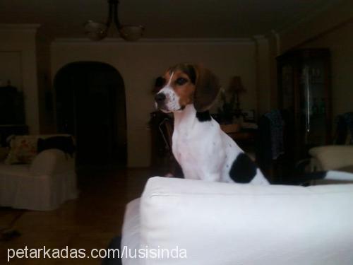 daisylussie Dişi Beagle