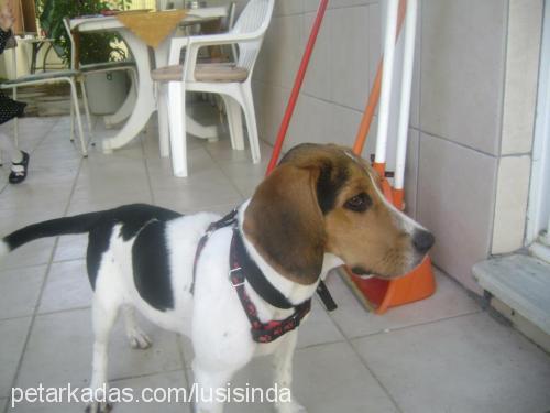 daisylussie Dişi Beagle