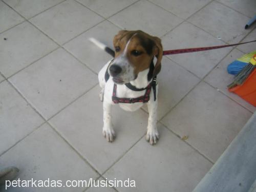 daisylussie Dişi Beagle