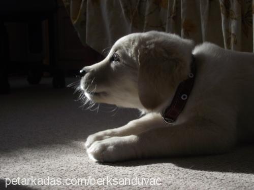 Çakıl Dişi Labrador Retriever