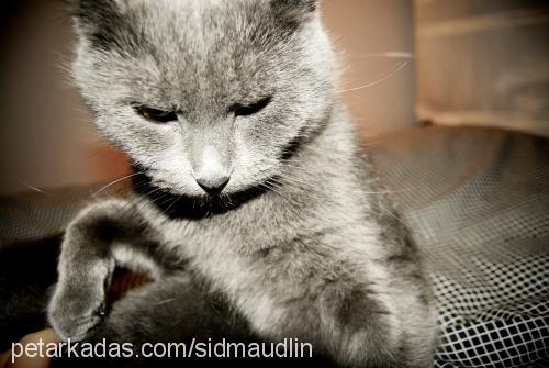 mucuk Dişi British Shorthair