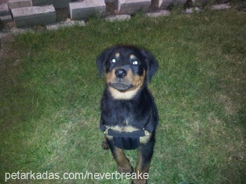 romeo Erkek Rottweiler