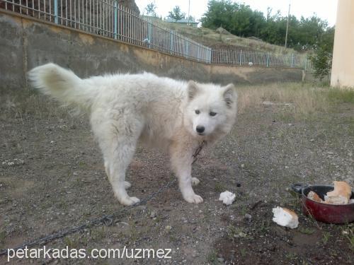 dük Erkek Alaskan Malamute