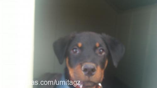 leo Erkek Rottweiler