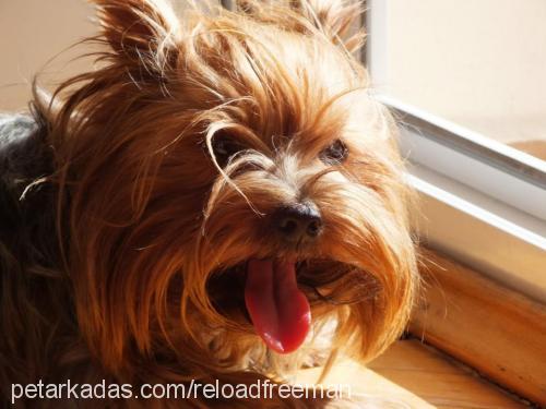 fıstık Dişi Yorkshire Terrier