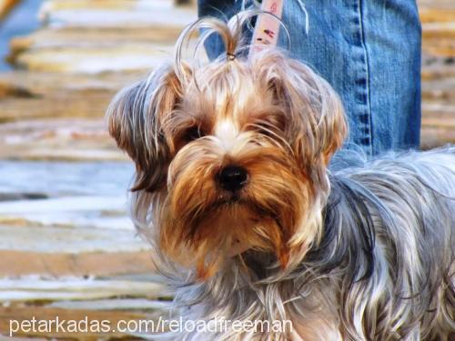 pekmez Dişi Yorkshire Terrier